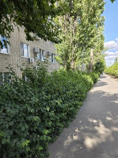 Беспорядочные заросли: состояние городских кустов вызывает обеспокоенность