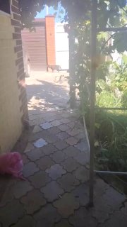 Дикий зверь, похожий на енота, терроризирует центр Волгодонска