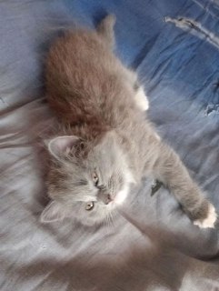 Очаровательные британские котята ищут любящую семью