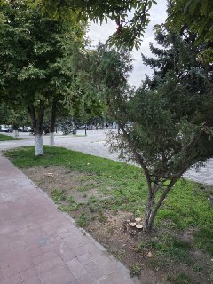Урожайная обрезка засохших туй на Театральной площади вызвала вопросы жителей