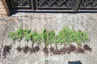 В Ростовской области украли 13 туй сорта «Брабант»