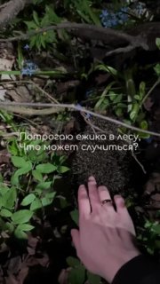 Россиянка сделала прививки от бешенства после встречи с ежом