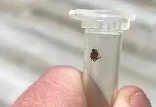 Клещи в Батайске: 15 новых жертв за две недели, общее число укушенных достигло 136