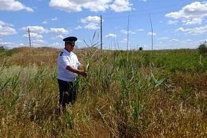 Зарастание Сельхозземель в Зимовниковском Районе: Проблема 1,9 Га