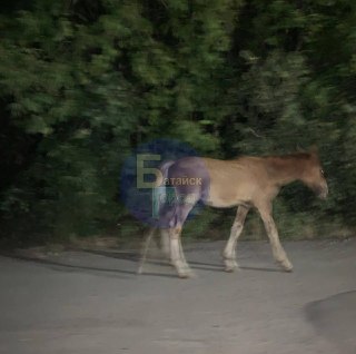 Жеребенок из Батайска: история с хозяином и жестоким обращением