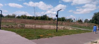 Почему высохли новые деревья в парке Победы: причины и последствия
